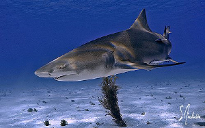 Lots of Lemon Sharks and they seem to pose a lot at Tiger... by Steven Anderson 